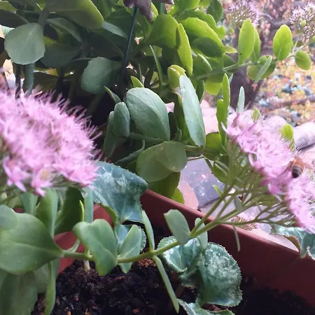 Casa Martini Oda ve Kahvaltı